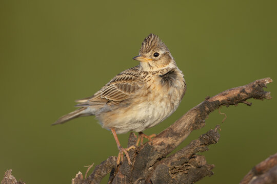 Eurasian skylark (Alauda arvensis) - Feldlerche