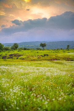 Landscape image of the western ghats in Maharashtra showcasing small piperwort flowers in full bloom, resembling water and lush green grass, with a distant tree and an evening blue sky.