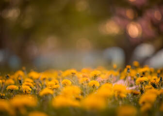 Obraz premium Photo Dandelion flower fields digital background. A Dandelion field at sunset digital backdrop. Summer sunrise Dandelion fields. Landscape with yellow field and clouds panorama view. 