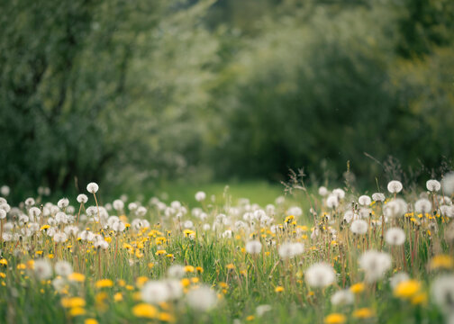 Photo Dandelion flower fields digital background. A Dandelion field at sunset digital backdrop. Summer sunrise Dandelion fields. Landscape with yellow field and clouds panorama view.	
