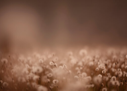 Photo Dandelion flower fields digital background. A Dandelion field at sunset digital backdrop. Summer sunrise Dandelion fields. Landscape with yellow field and clouds panorama view.	