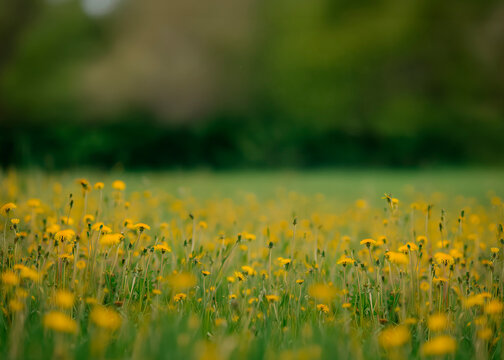 Photo Dandelion flower fields digital background. A Dandelion field at sunset digital backdrop. Summer sunrise Dandelion fields. Landscape with yellow field and clouds panorama view.	