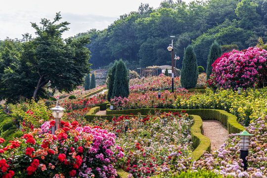 A picturesque landscape view of the Million Rose Garden in Bucheon, showcasing terraced flower beds filled with colorful roses and a winding pathway.