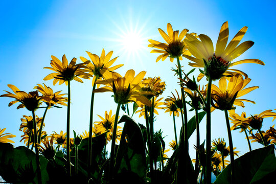 Yellow Wild Flowers Alpine with Blue Sky and Sun Sunshine Sunburst
