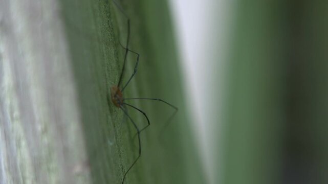 Daddy long leg spider rack focus
