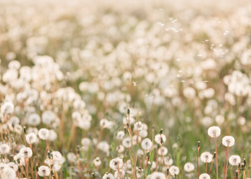 Photo Dandelion flower fields digital background. A Dandelion field at sunset digital backdrop. Summer sunrise Dandelion fields. Landscape with yellow field and clouds panorama view.	