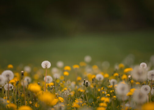 Photo Dandelion flower fields digital background. A Dandelion field at sunset digital backdrop. Summer sunrise Dandelion fields. Landscape with yellow field and clouds panorama view.	