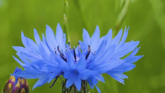 Slow Motion Flying Honey Bee Covered With Pollen Collecting Nectar From Blue Chicory Flower. Spring Chicory Flowers Close Up. Macro Shot Honey Bee Pollinating Spring Purple Flowers Blooming Blossoms.