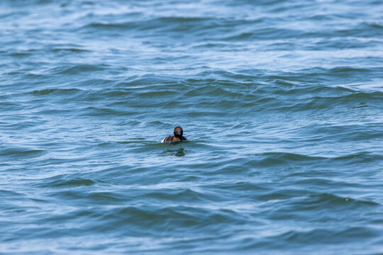 Auk swimming on open water