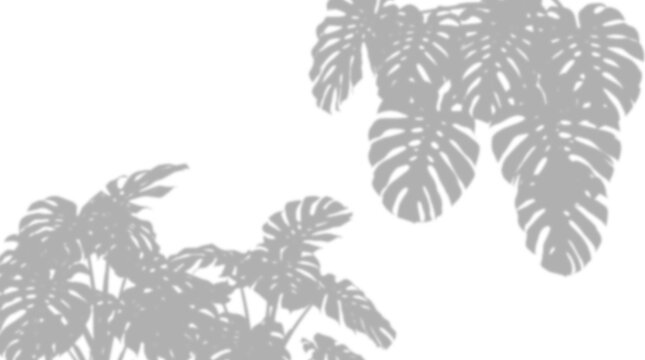 Tropical monstera plant shadows isolated on transparent background