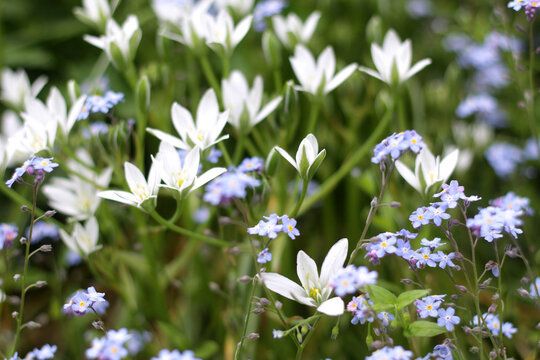 White Ornithogalum umbellatum spring flowers