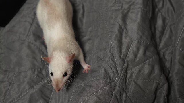 cute pet decorative rat on a walk running on the bed. pet rodents favorite. very cute