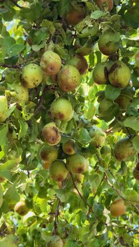 Ripe pears hanging on green tree branches in orchard on sunny day, vertical video 