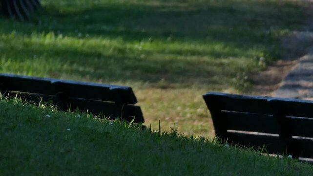 A park bench with long shadows stretching across the grass in the afternoon sun.
