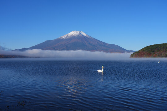 View of a swan swimming on Lake Yamanakako with Mount Fuji in the fall in Japan