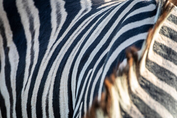 Close-up of zebra stripes and textured hide. © Zeke