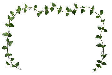 Fototapeta premium Rectangular Green Vine Leaf Frame