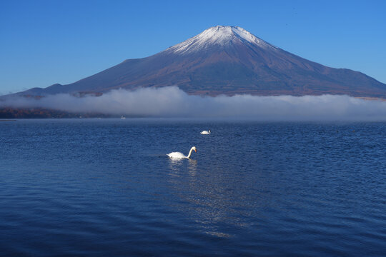 View of a swan swimming on Lake Yamanakako with Mount Fuji in the fall in Japan