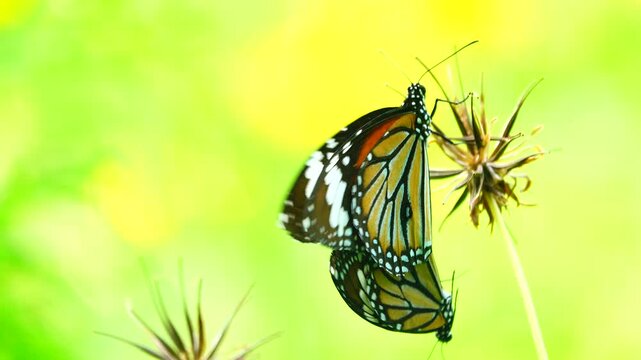 A colorful butterfly with orange and black patterned wings rests on a green plant in nature, creating a clean wildlife scene with soft green background and useful copy space
