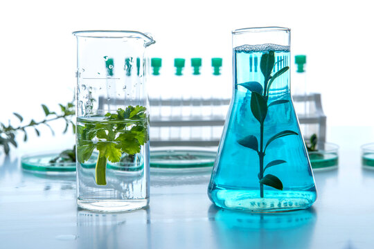 Plant samples in petri dishes with laboratory glassware and blue liquid, biotechnology and plant research concept, scientific experiment with green biology and sustainability