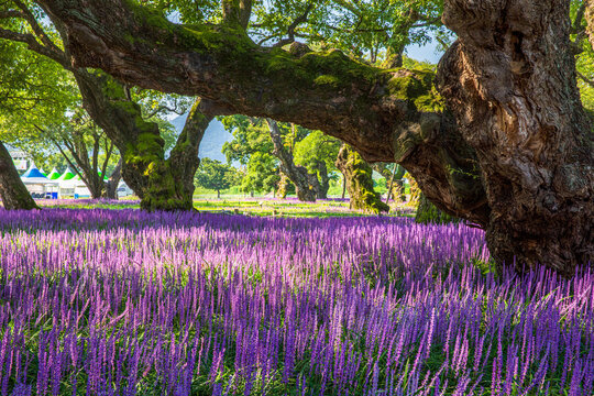 A breathtaking landscape view of Seongju Seongbakseo Forest, featuring ancient, gnarled willow trees and a vibrant carpet of blooming purple liriope (maekmundong) flowers under bright sunlight.