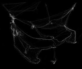 Tangled spider's web on isolated white background for Halloween design. Black cobweb for applying in multiply blend mode on any concept © TSViPhoto