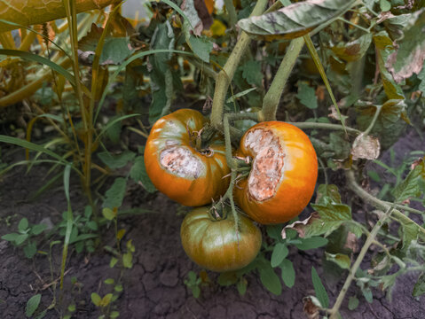 Bunch of ripening tomatoes on a vine damaged by disease and rot in a garden with dry, cracked soil. Phytopathology concept.