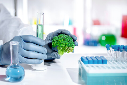 Scientist in gloves holding fresh broccoli in food biotechnology laboratory with glassware and samples, quality control and research of nutrients and health benefits.