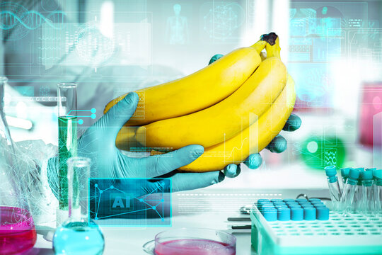 AI hologram interface over food lab as gloved hands analyze bananas for ripeness grading and nutrient profiling, smart agriculture and quality control concept.