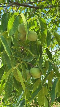 Green walnuts in husks hanging on tree branch in sunny garden, vertical video