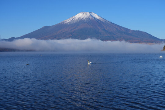View of a swan swimming on Lake Yamanakako with Mount Fuji in the fall in Japan