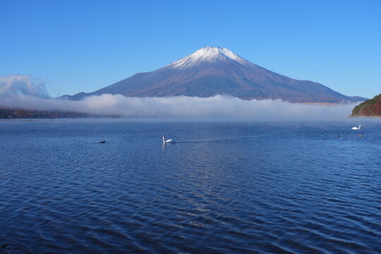 View of a swan swimming on Lake Yamanakako with Mount Fuji in the fall in Japan