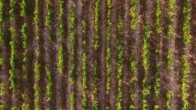 Ascension en drone au-dessus des vignes de Chablis, r&eacute;v&eacute;lant progressivement une grande parcelle de vignoble au c&oelig;ur du paysage viticole bourguignon.