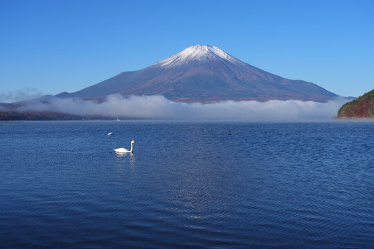View of a swan swimming on Lake Yamanakako with Mount Fuji in the fall in Japan