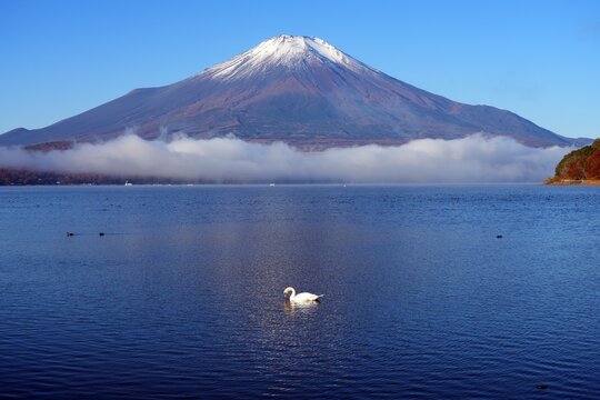 View of a swan swimming on Lake Yamanakako with Mount Fuji in the fall in Japan