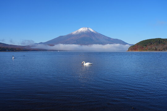 View of a swan swimming on Lake Yamanakako with Mount Fuji in the fall in Japan