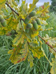 Cluster of unripe green acorns on oak branch with yellowing spotted leaves in late summer © maria