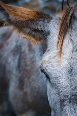 portrait of a horse © alexlibris