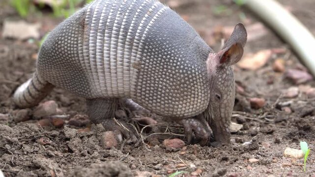 Nine-Banded Armadillo Foraging in Dirt Soil - 4K Close Up Wildlife Texas