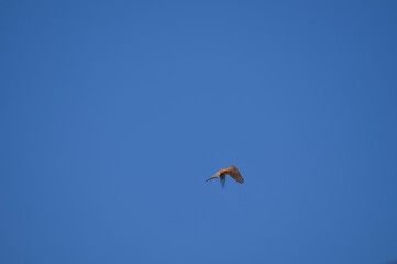Fototapeta premium Common kestrel (Falco tinnunculus) small bird of prey flying and hovering in clear blue sky, wildlife freedom background.