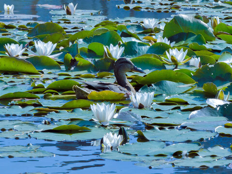 white lilies and a duck on the water. 