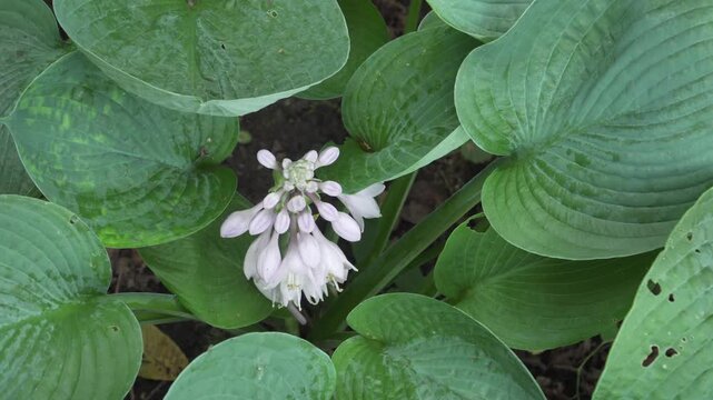 Blackish Hosta (Hosta nigrescens) Blooming Flower High Angle View