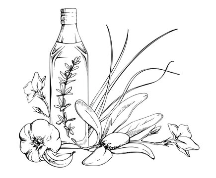 Bottle of olive oil, vinegar dressing, garlic, rosemary, thyme twigs, chives herbal mix. Hand drawn pencil illustration. Organic food promotions, Mediterranean lifestyle graphics, kitchen stationery