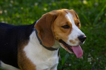 Side profile portrait of a purebred Beagle dog (Canis lupus familiaris) panting in a green summer park. Happy cute pet relaxing outdoors on grass. © TomKorcak