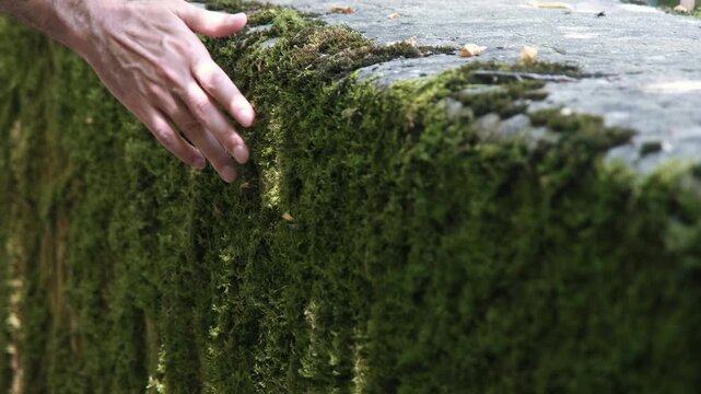 Man hand caressing thick green moss growing on stone wall of ancient dam spillway channel