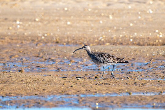 Whimbrel on the coast.