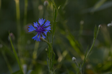Fototapeta premium Macro shot of a vivid blue cornflower (Centaurea cyanus) in a dark green summer meadow. Beautiful isolated botanical floral background concept.
