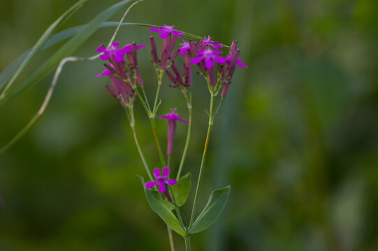 all purple Sticky Catchfly (Silene viscaria) wildflowers in spring meadow. Delicate floral background, wild nature and botanical beauty concept.