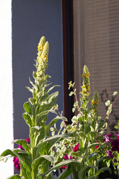 Tall yellow Great Mullein (Verbascum thapsus) blooming by a house window. Sunny summer urban gardening, rustic floral background and herbal concept.
