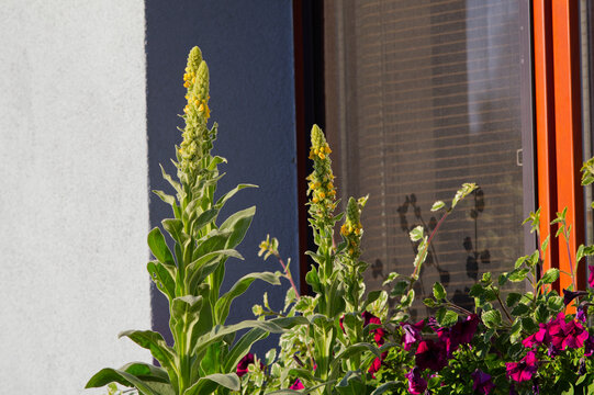 Tall yellow Great Mullein (Verbascum thapsus) blooming by a house window. Sunny summer urban gardening, rustic floral background and herbal concept.